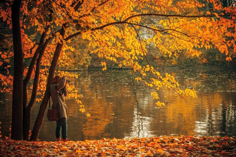 Autumn trees by a lake, the mood of fall perfumes