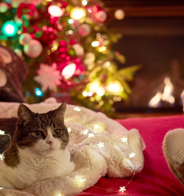 Christmas movie night cozy