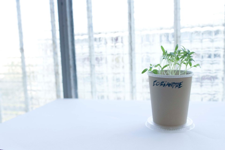 Coriander seedling in a cup by a window, an indoor herb garden in progress