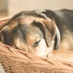 Dog asleep in basket