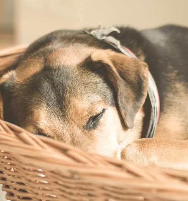 Dog asleep in basket
