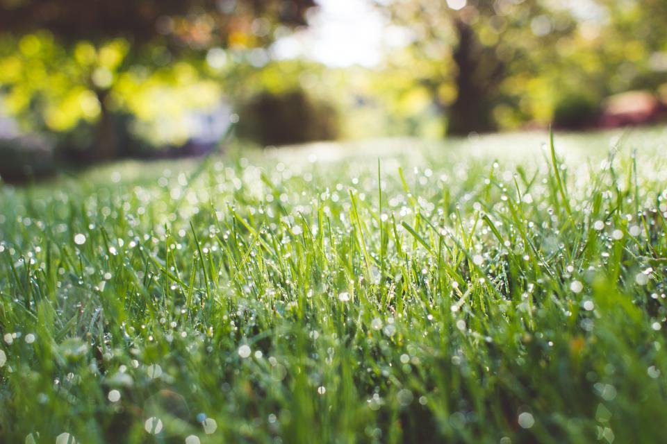 Robot lawn mowers keep fresh green grass neatly trimmed