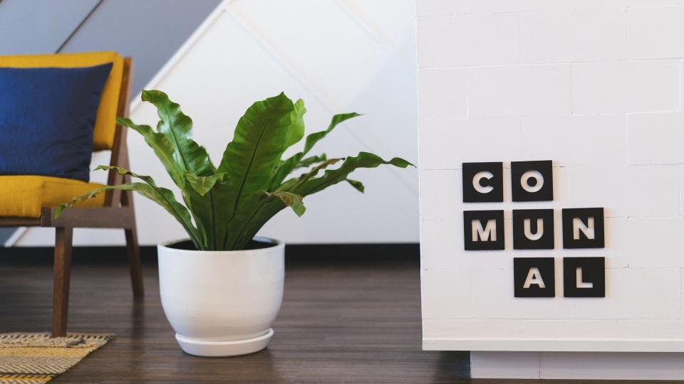Houseplant in a bright room that benefits from humid air