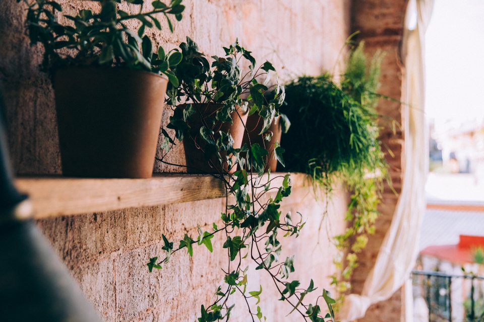 Best indoor plant care essentials for potted plants on a sunny shelf