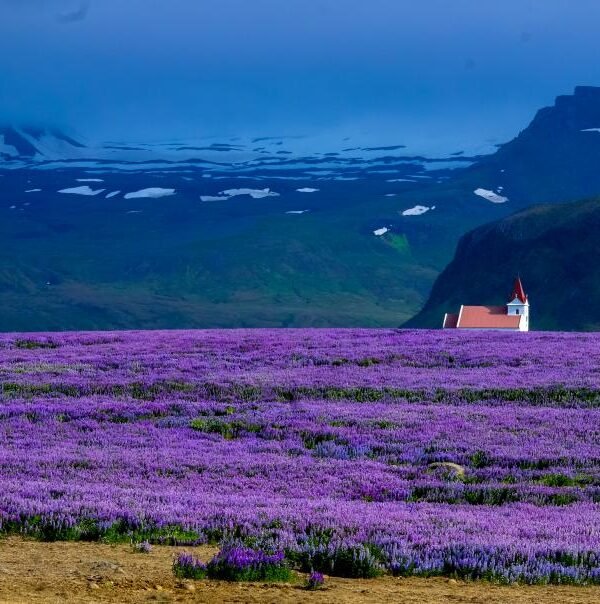 Lavender field mountains
