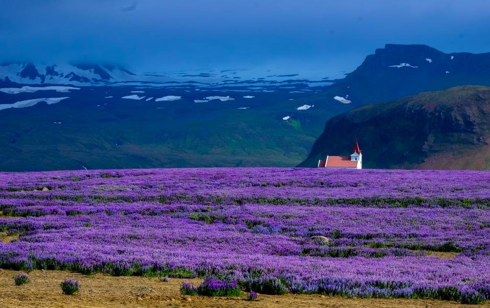 Lavender field mountains