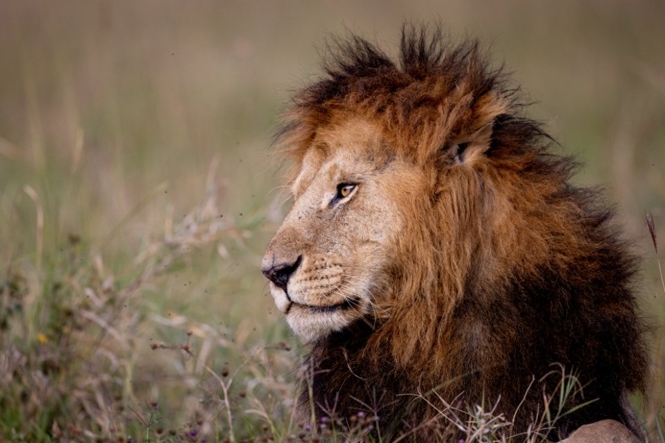 Lion resting in golden grass representing Leo compatibility