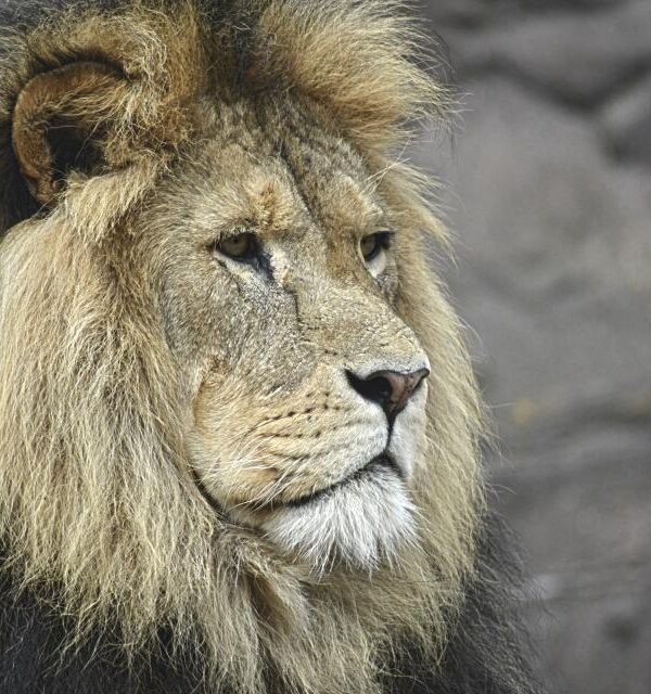 Lion portrait rock