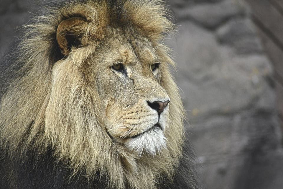 Lion portrait rock
