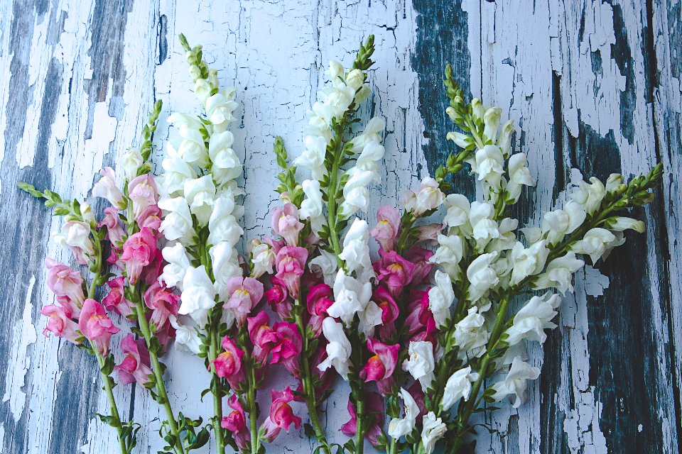 Fresh snapdragon flowers that inspire floral perfume notes
