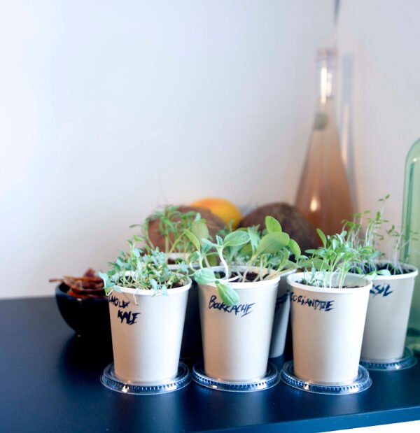 Potted herbs kitchen counter