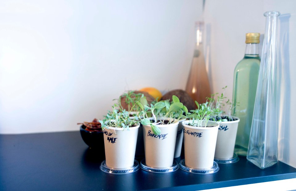 Potted herbs on a kitchen counter grown with one of the best herb garden kits