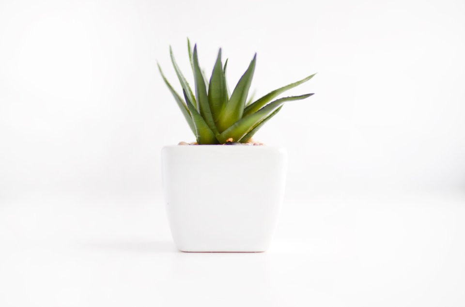 Potted succulent in a white pot on a bright table
