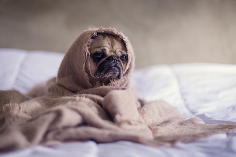 Best dog beds for cozy pups who love to burrow