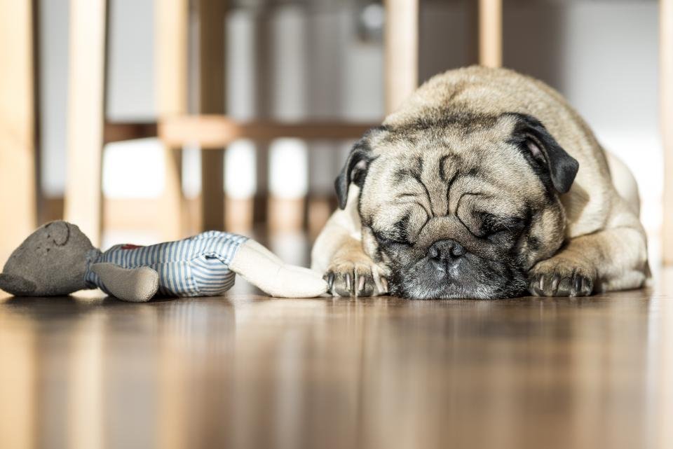 Why a dog bed beats a hard floor for resting