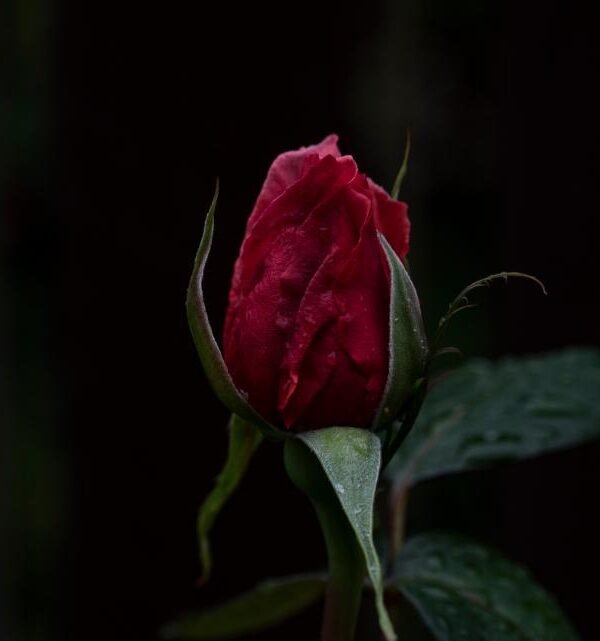 Scorpio dark red rosebud