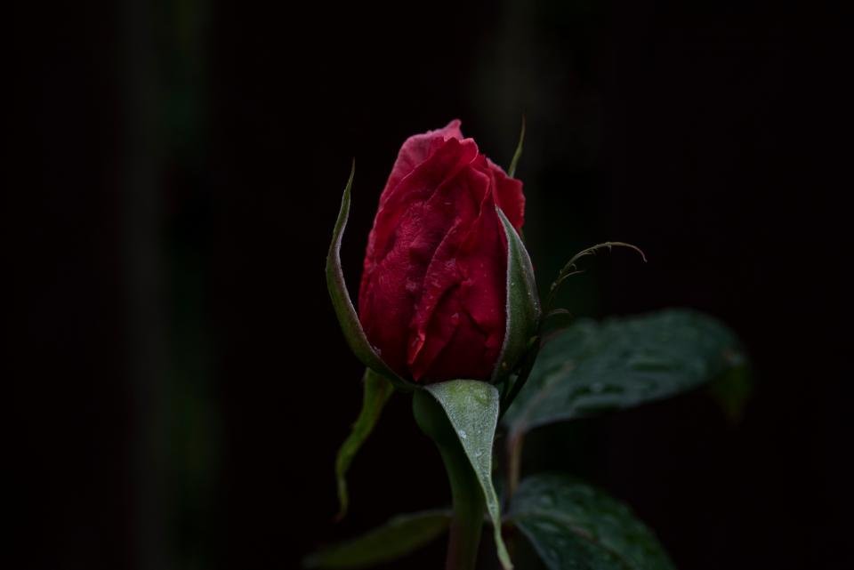 Dark red rosebud reflecting intense scorpio personality traits
