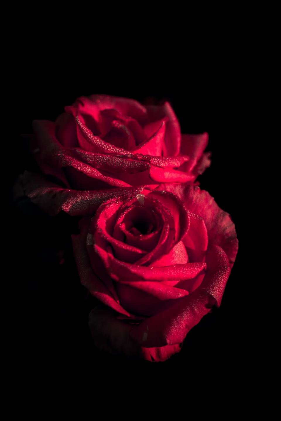 Deep red rose inspired by Scorpio style and beauty