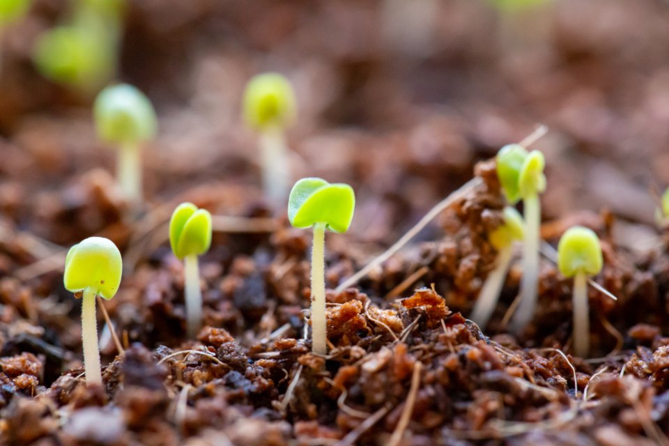 Young seedlings sprouting from soil, the first stage of growing herbs indoors