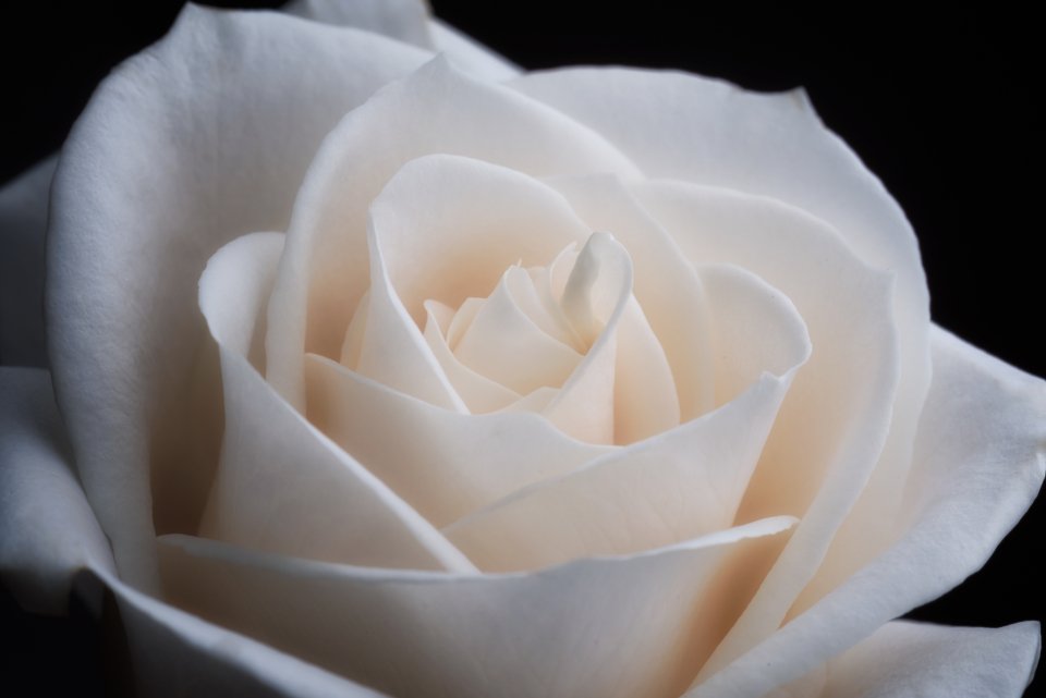 How to make perfume last longer with rose and floral scents