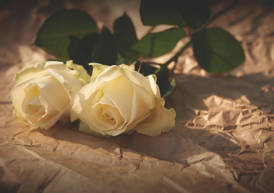 White roses as a tribute to iconic Hollywood love stories