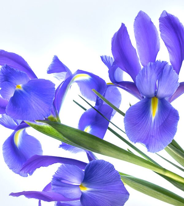 Womens day purple iris bouquet