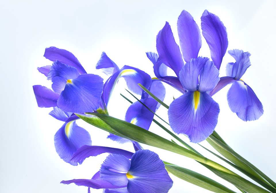 International women's day history illustrated by a bouquet of purple irises